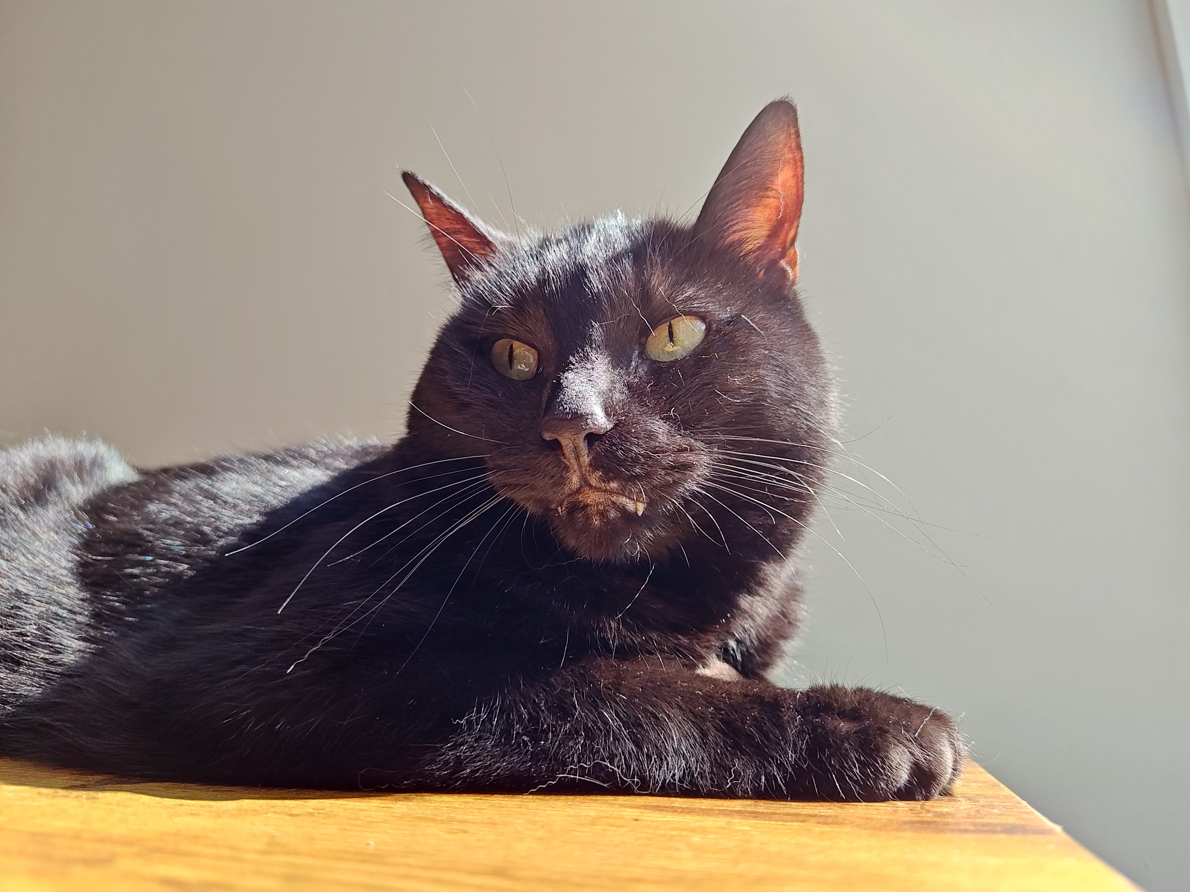 Photo of a black cat lying on a desk, taken with the Motorola Edge Plus (2023).