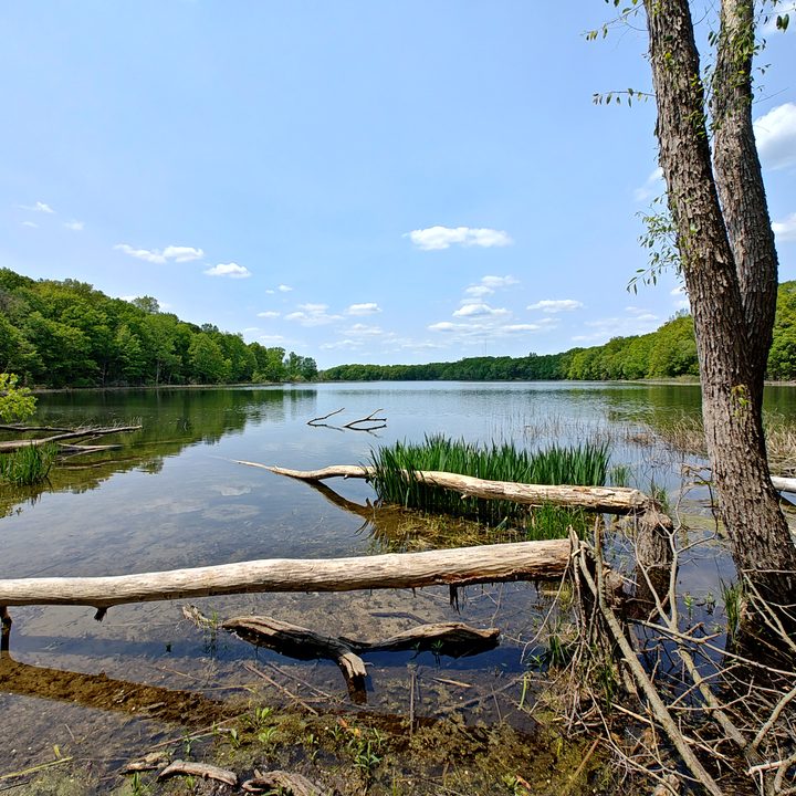 Photo of a large lake with downed trees in it, taken with the Motorola Edge Plus (2023).