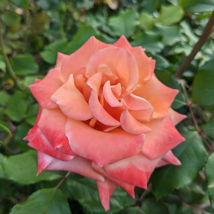 Pink orange flower taken with Google Pixel 6a main camera