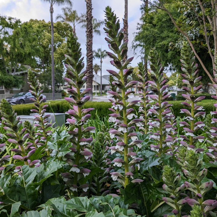 Bear's breech plant taken with Google Pixel 6a main camera