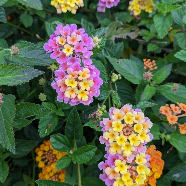 Flower closeup taken with Google Pixel 6a main camera