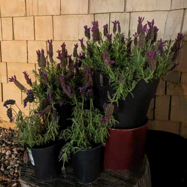 Lavender plants taken with Google Pixel 6a night sight