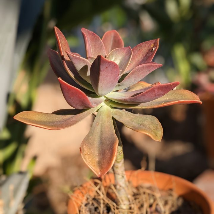 Succulent portrait taken with Google Pixel 6a