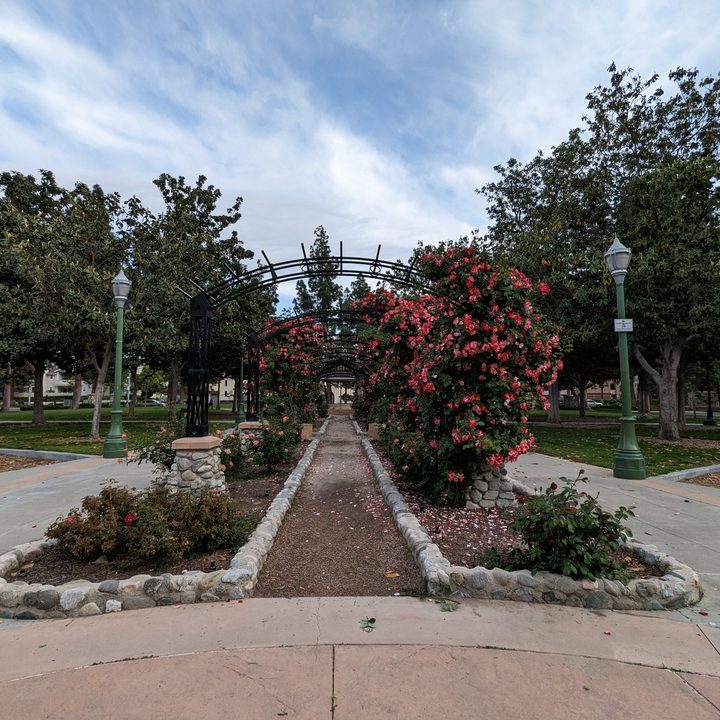 Rose garden taken with Google Pixel 6a ultrawide camera