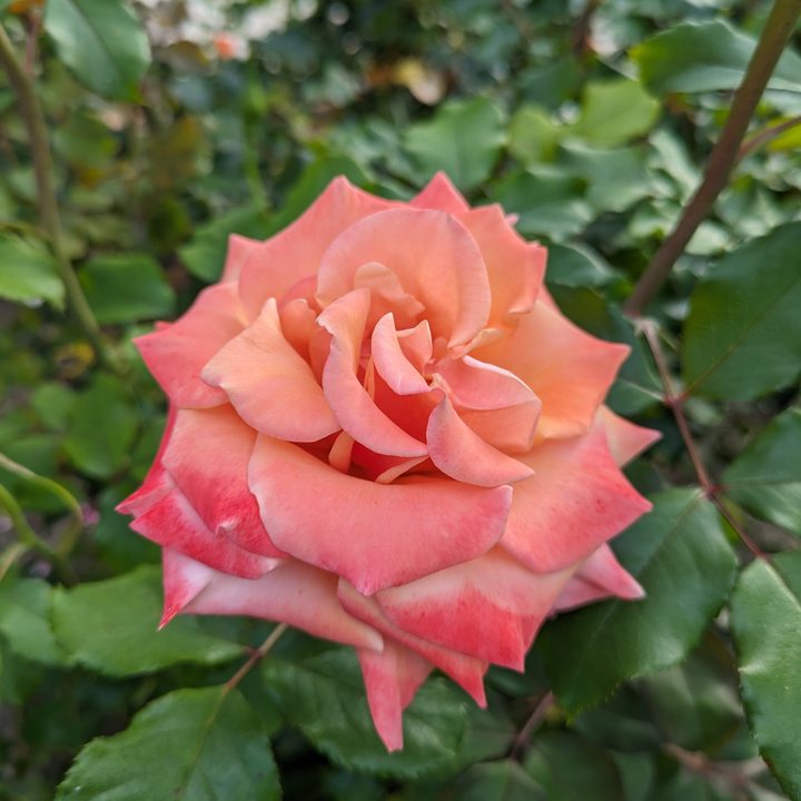 Pink orange flower taken with Google Pixel 7a main camera