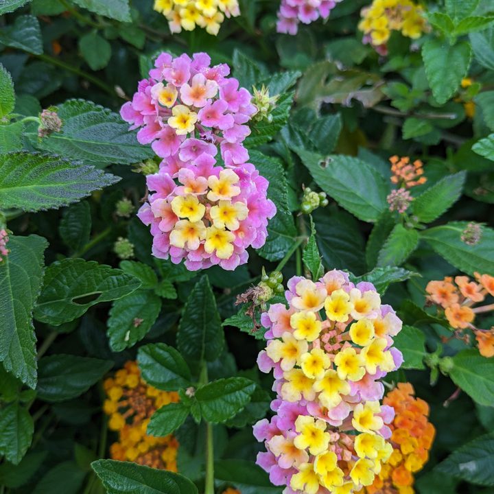 Flower closeup taken with Google Pixel 7a main camera
