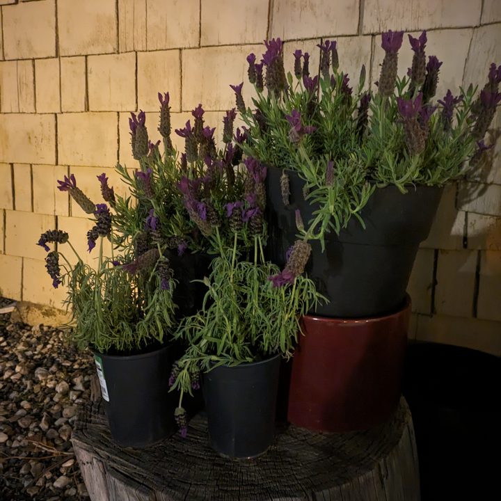 Lavender taken with Google Pixel 7a night sight