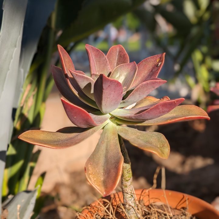 Succulent portrait taken with Google Pixel 7a