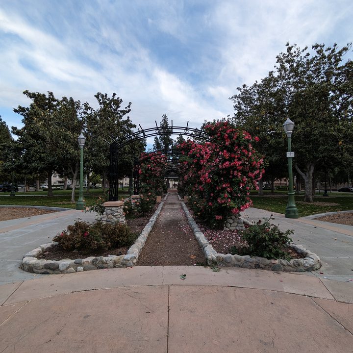 Rose garden taken with Google Pixel 7a ultrawide camera