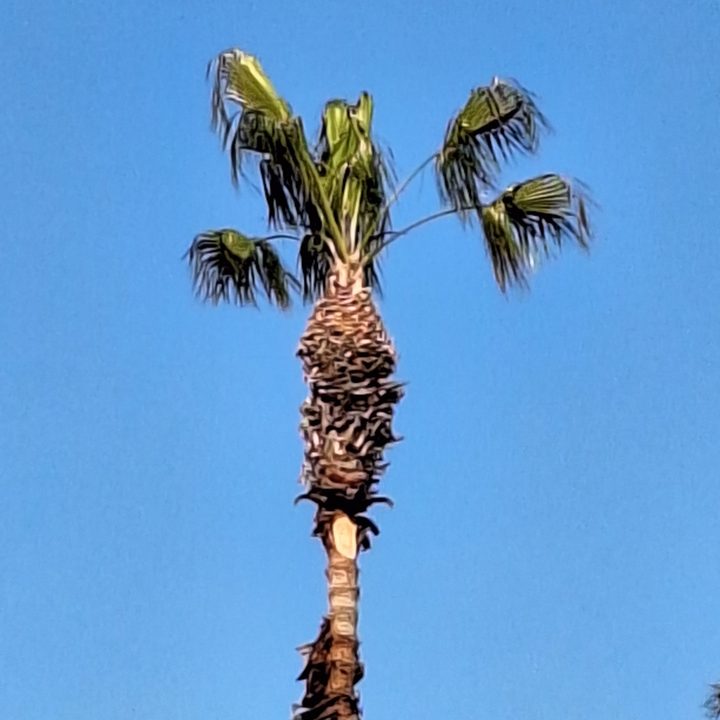 A 10x zoom of a palm tree taken with a Samsung Galaxy A54