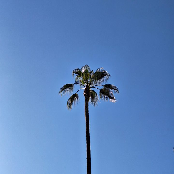 Palm tree 3x zoom taken with a Samsung Galaxy A54