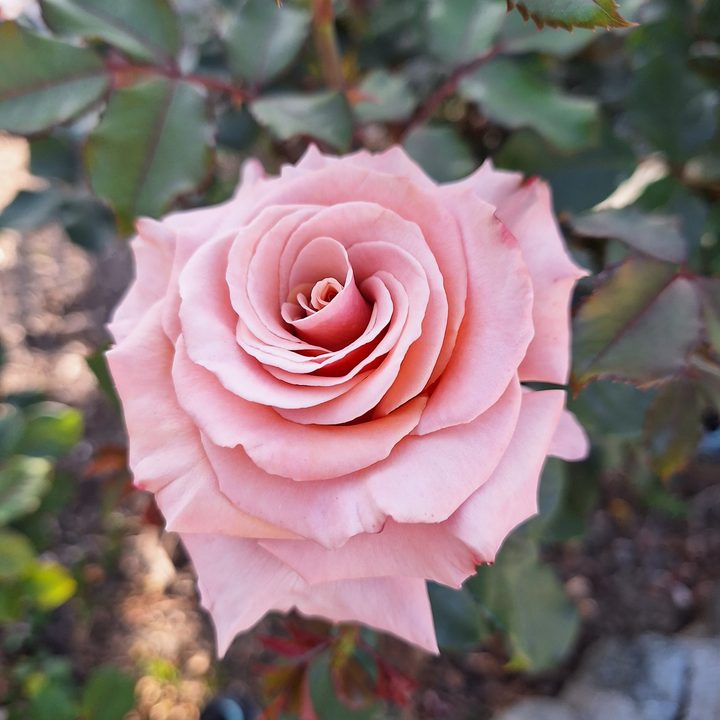 Pink rose taken with a Samsung Galaxy A54
