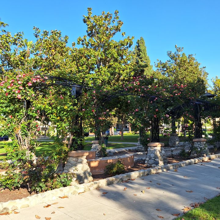 Rose garden taken with a Samsung Galaxy A54