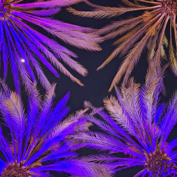 Night mode shot of lit up palm trees taken with a Samsung Galaxy A54