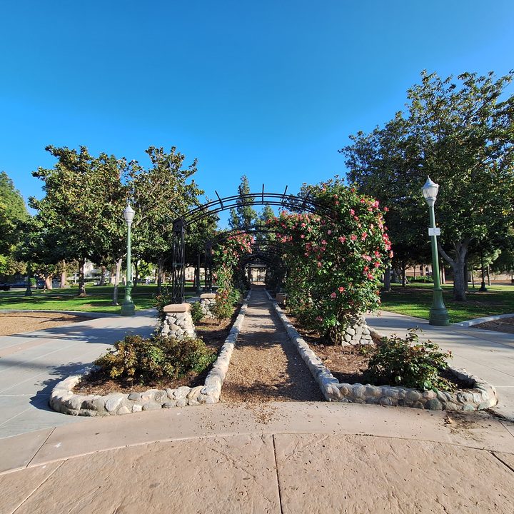 Rose garden arch path taken with a Samsung Galaxy A54 ultrawide