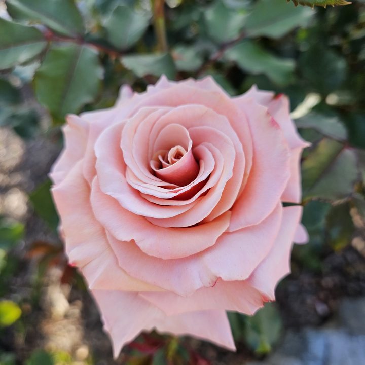 Pink rose taken with taken with a Samsung Galaxy S23