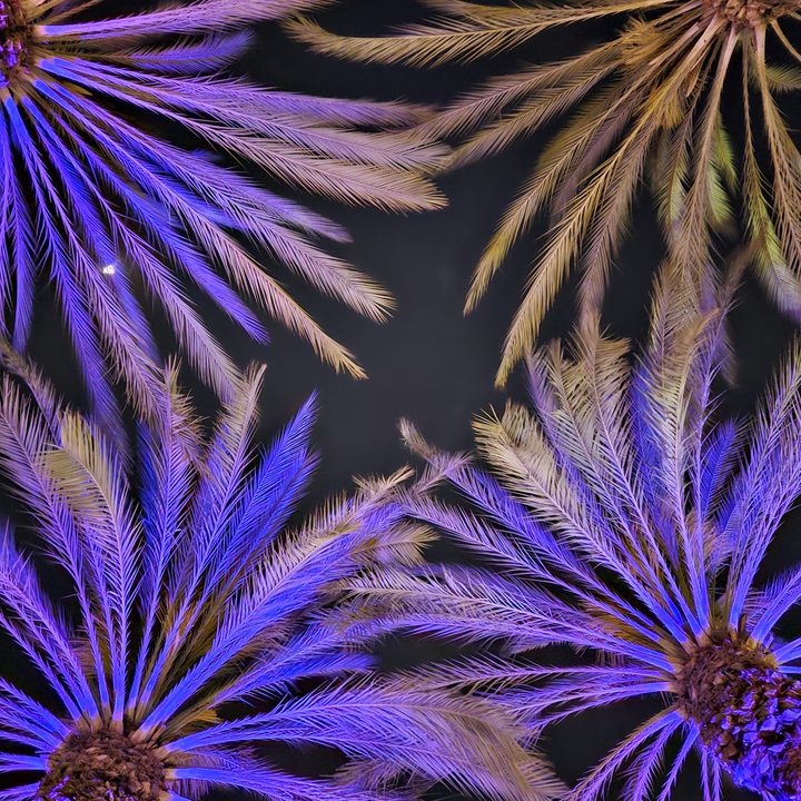 Night mode shot of lit up palm trees taken with a Samsung Galaxy S23