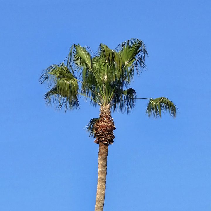 Palm tree 10x zoom taken with a Samsung Galaxy S23