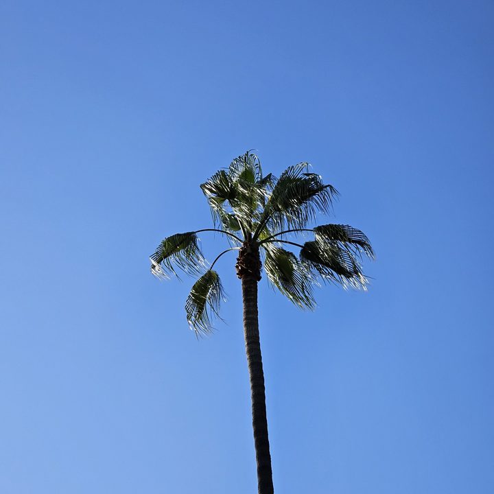 Palm tree 3x optical zoom taken with a Samsung Galaxy S23