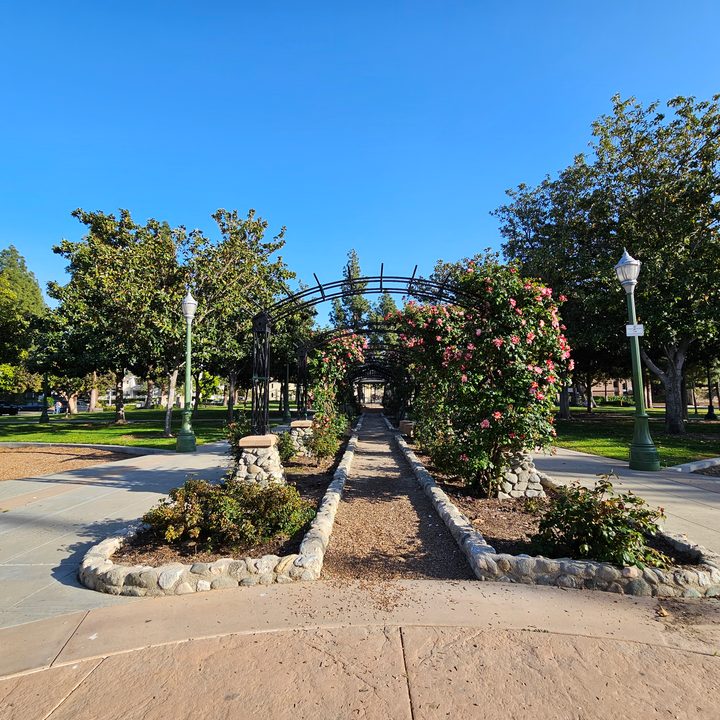 Rose garden arch path taken with taken with a Samsung Galaxy S23 ultrawide