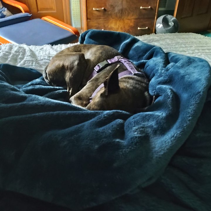 A blurry image of a dog curled up on a blanket taken using the Moto G 5G's main camera.
