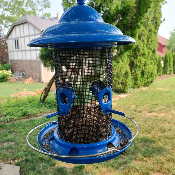 A crisp image of blue bird feeder taken using the Moto G 5G's main camera.