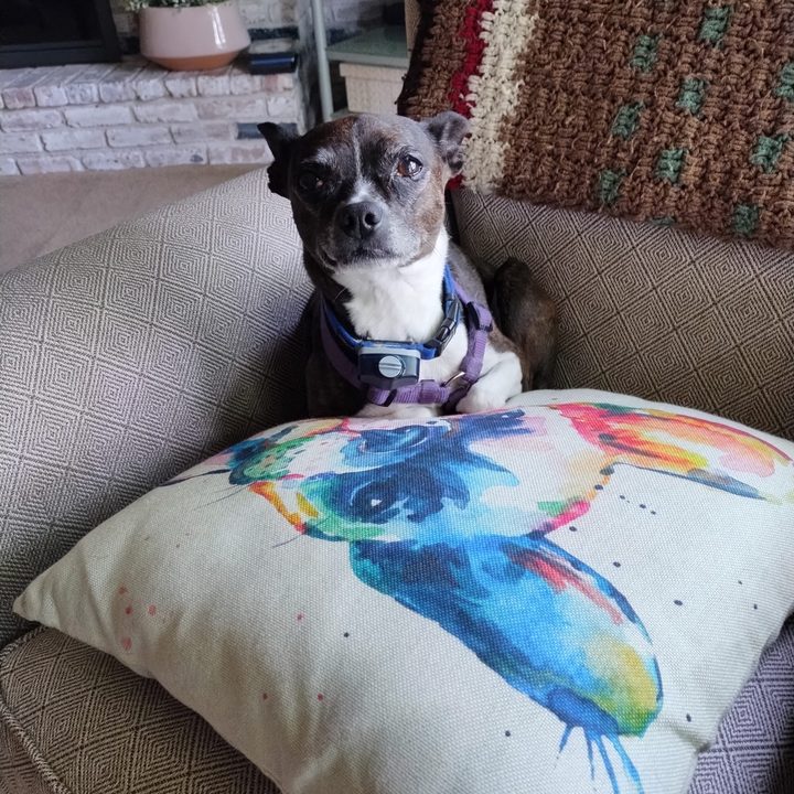A crisp image of a dog sitting on a pillow taken using the Moto G 5G's main camera.