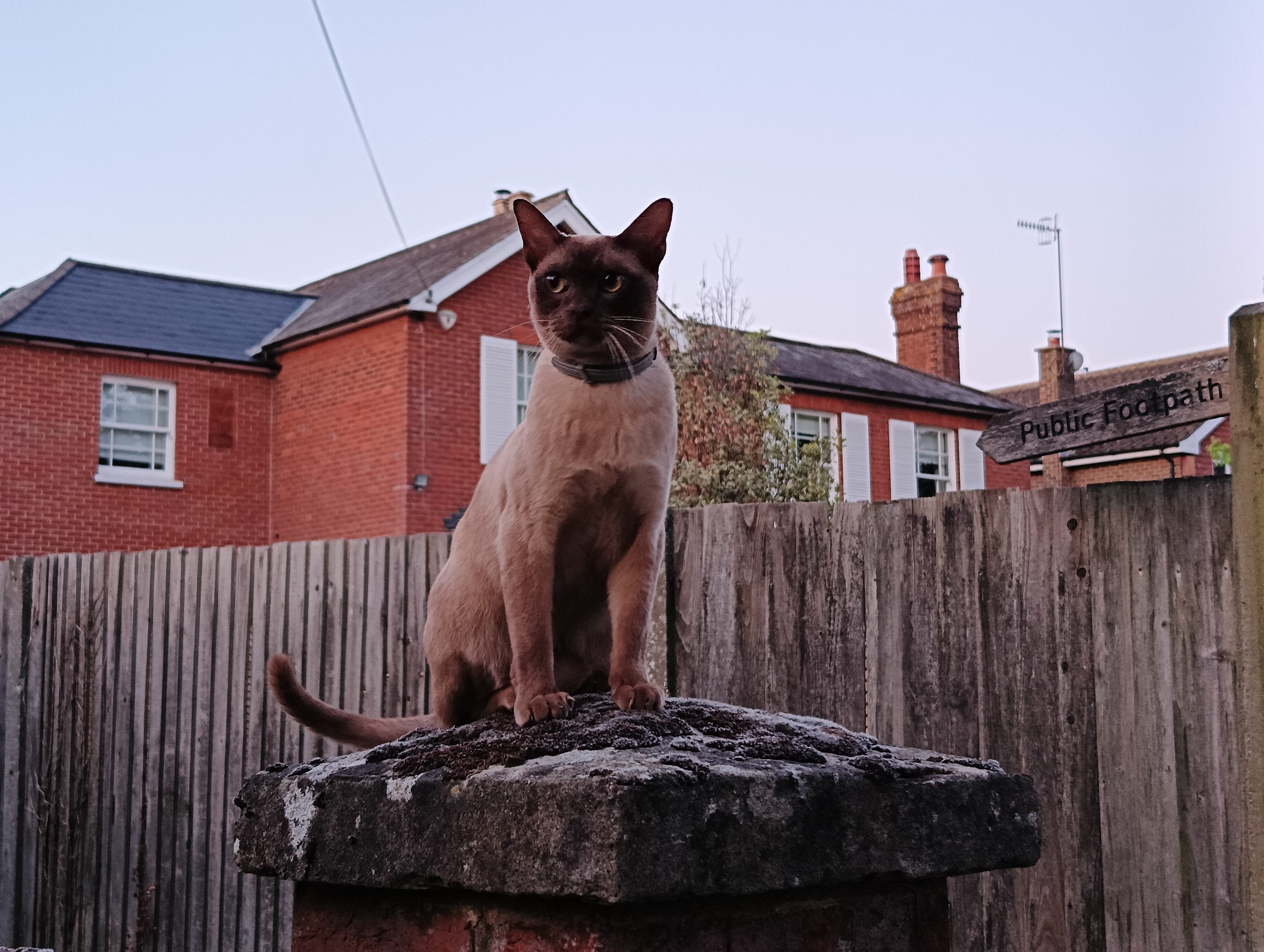 A photo taken by the Realme 11 Pro+ in lowlight.