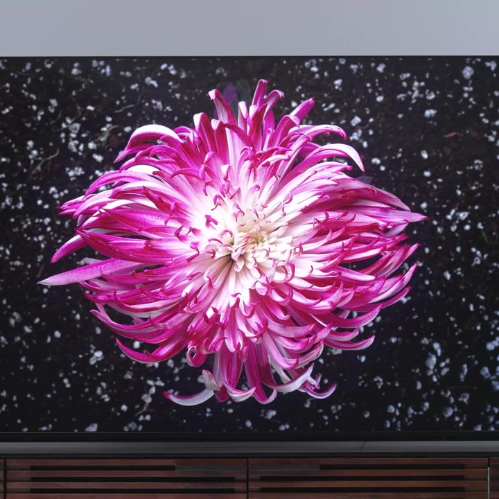 A close up of a magenta dahlia on a Sony Bravia X93L Mini LED TV.