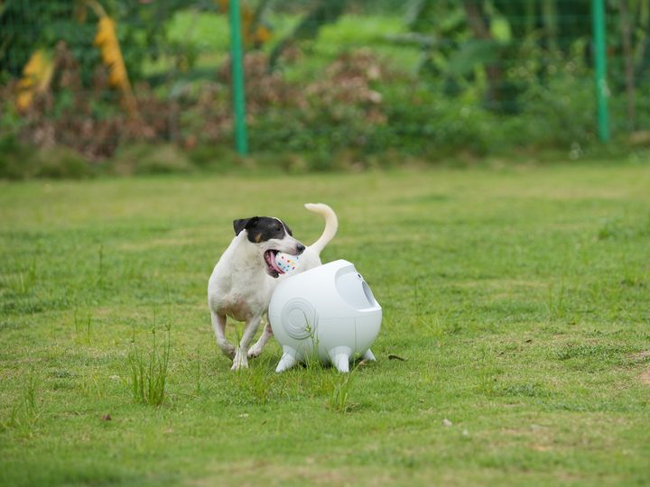 Uahpet iRetriever Ball Launcher with dog playing outside.