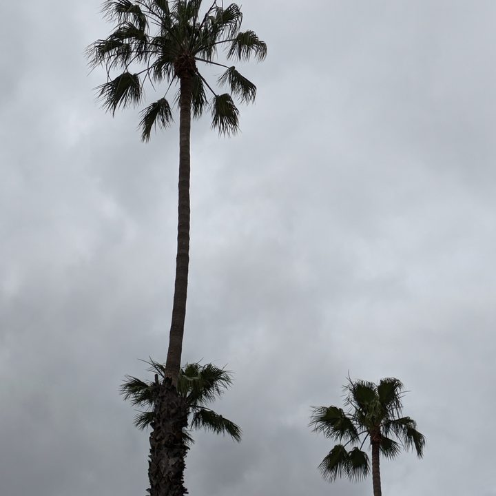 Palm trees taken with Google Pixel 7a 2x zoom