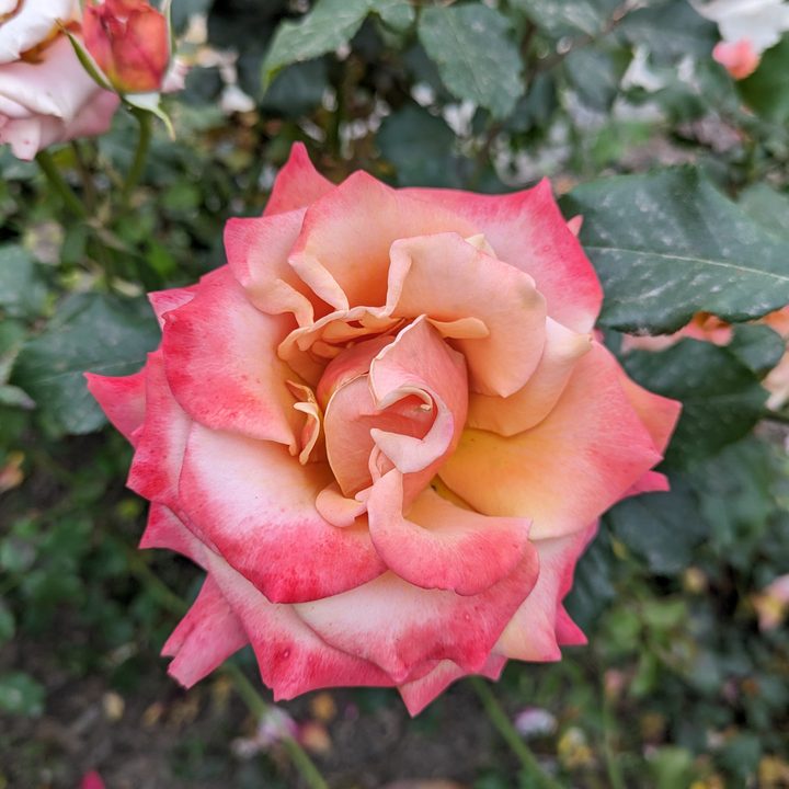 Pink and orange rose taken with Google Pixel 7a main camera