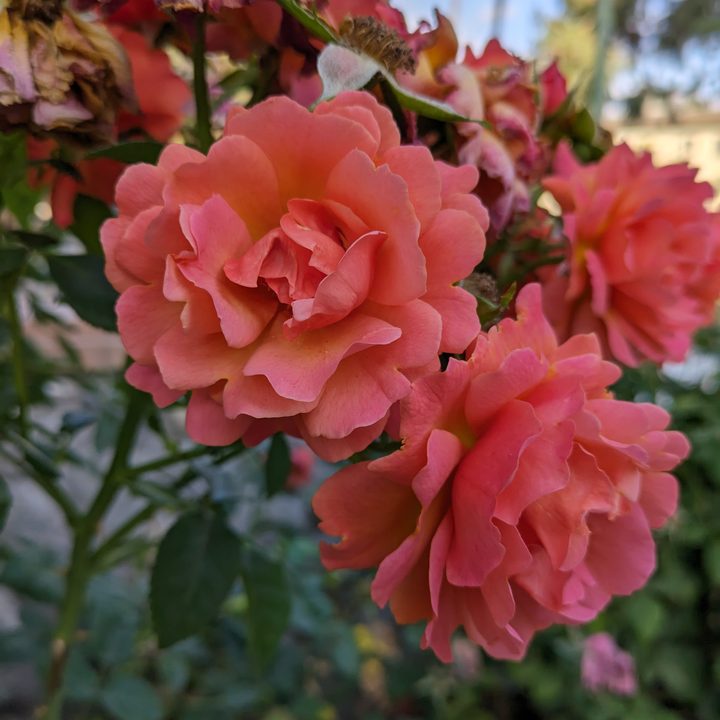 Cluster of flowers taken with Google Pixel 7a main camera