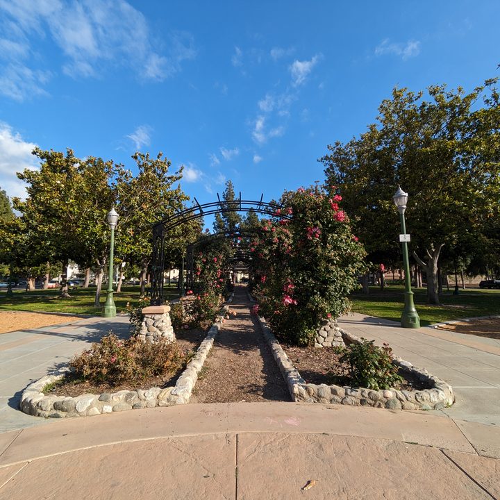 Rose garden arches at park taken with Google Pixel 7a ultrawide