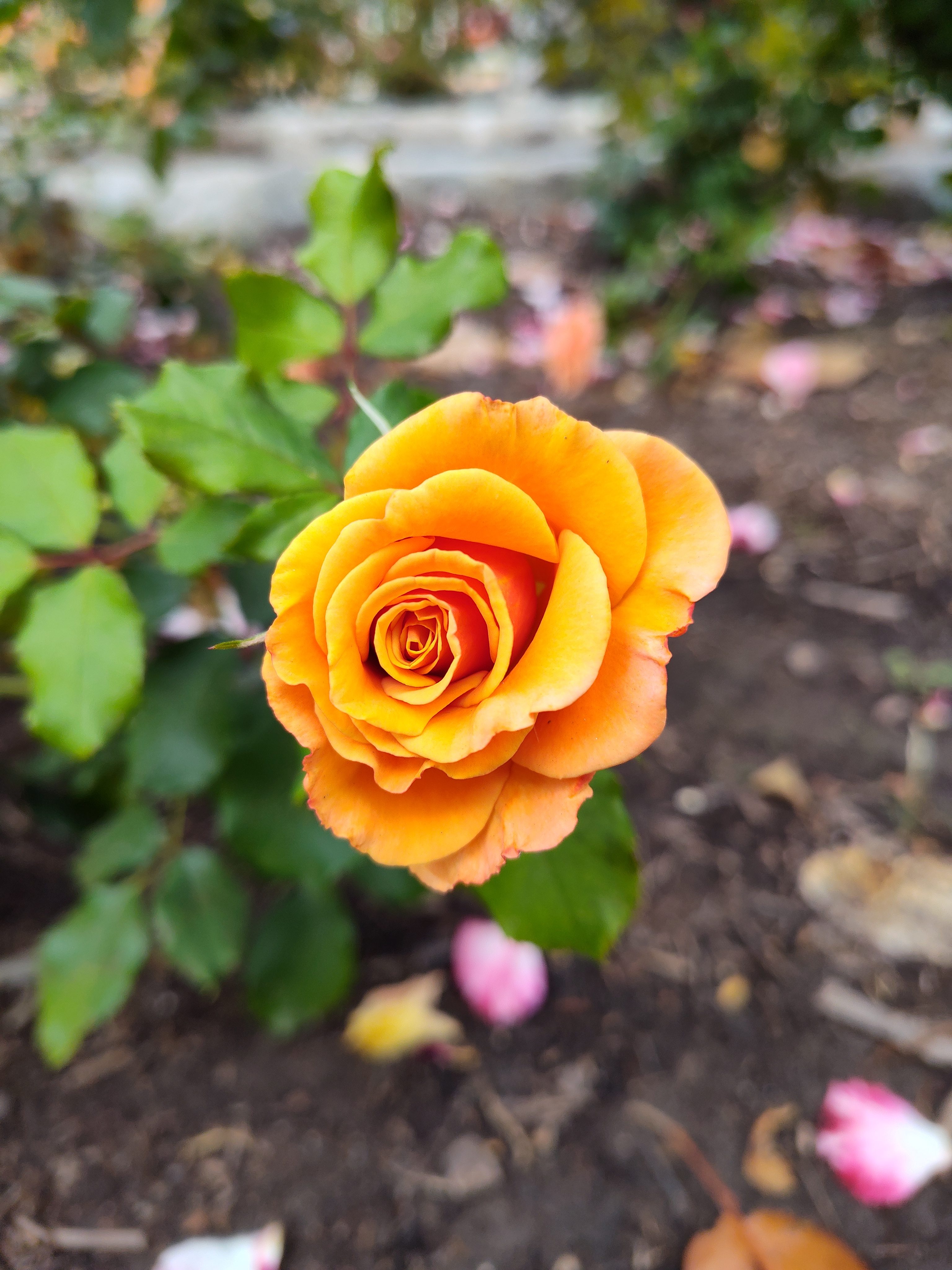 Flower taken with Moto G Stylus 5G 2023.