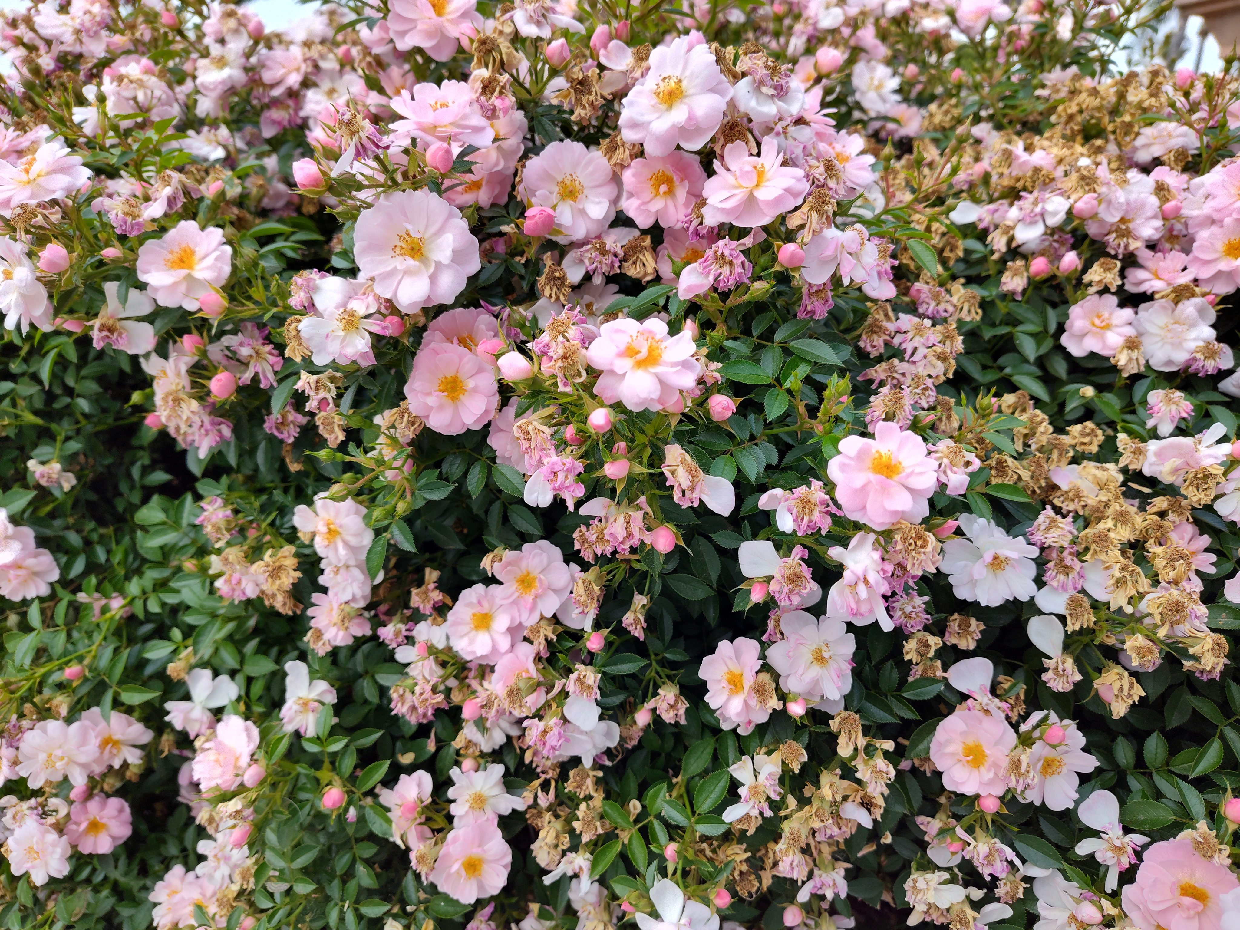 Flowers taken with Moto G Stylus 5G 2023 main camera.