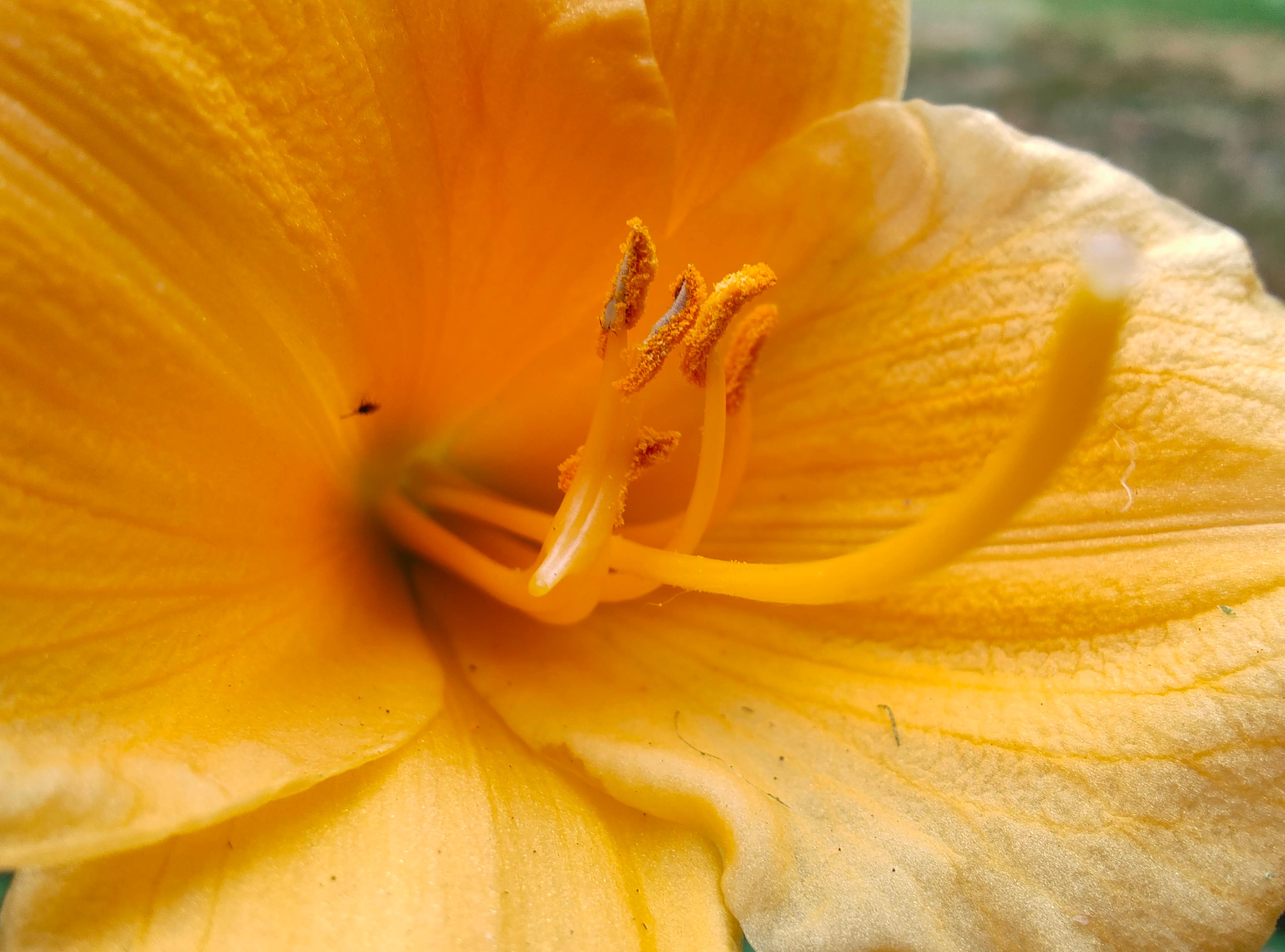 Macro photo of a yellow flower, taken with the Motorola Razr Plus.