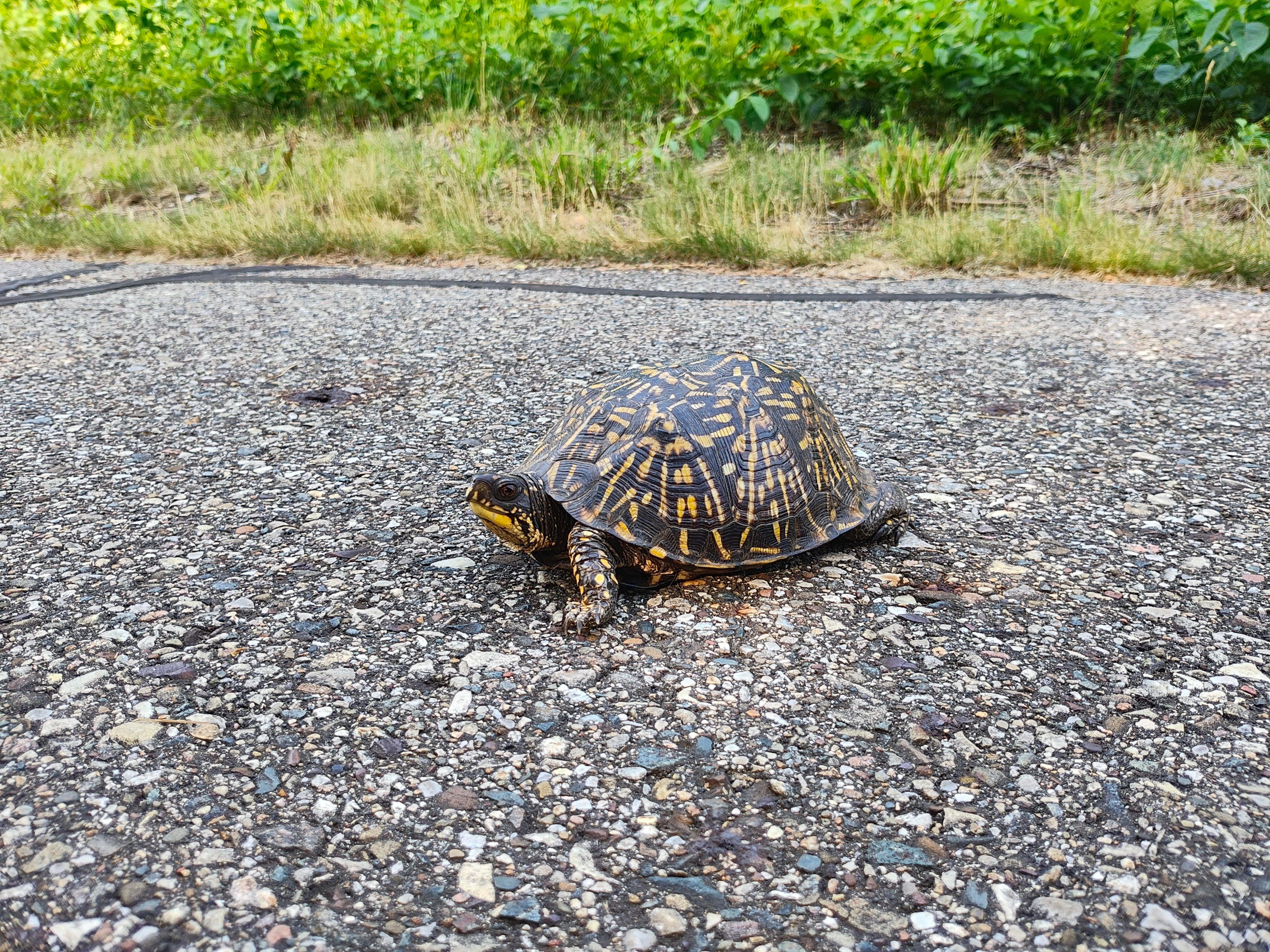 Close-up photo of a turtle, taken with the Motorola Razr Plus.