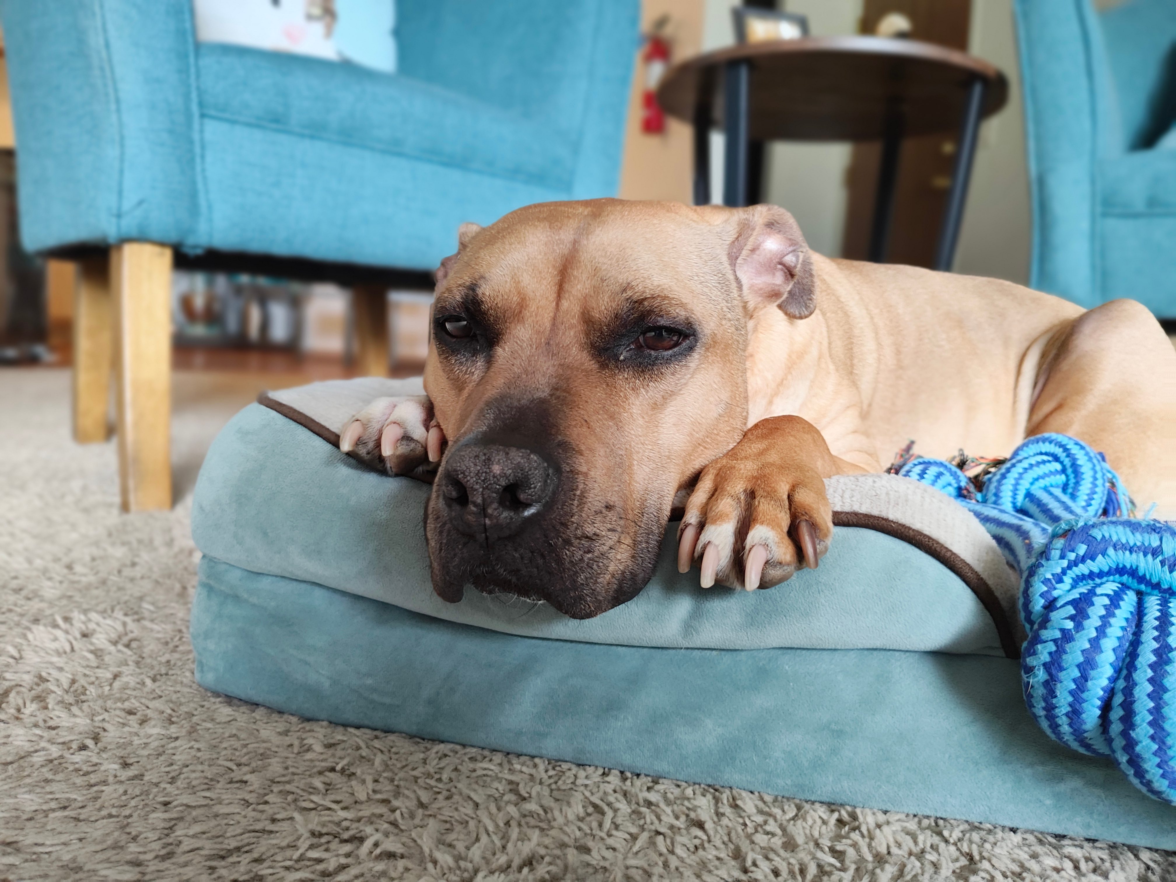 A sleepy dog laying in his blue bed, taken with the Motorola Razr Plus.