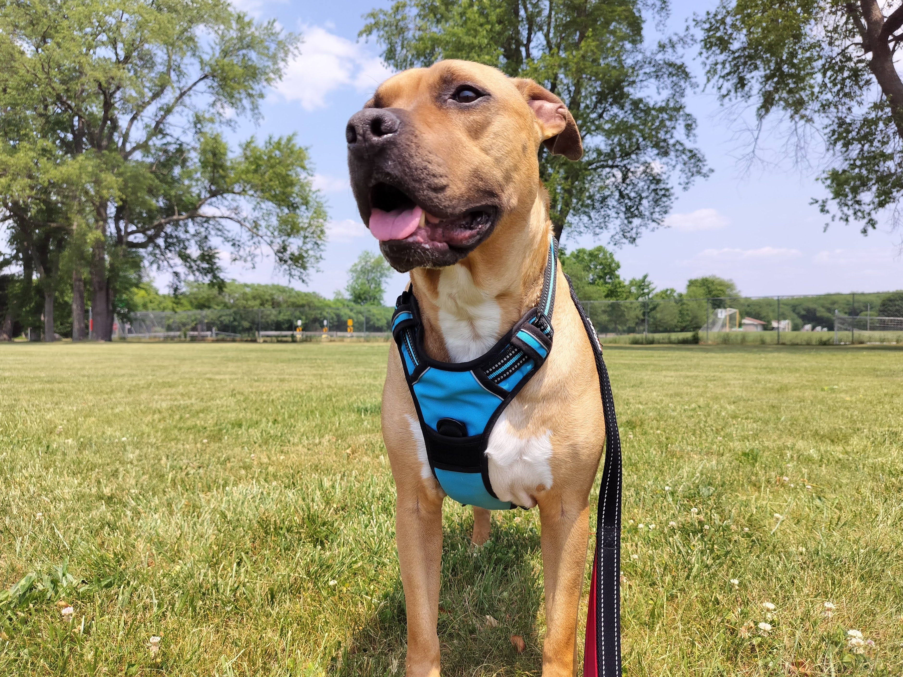Photo of a dog with a blue harness taken with the OnePlus Nord N30 5G.