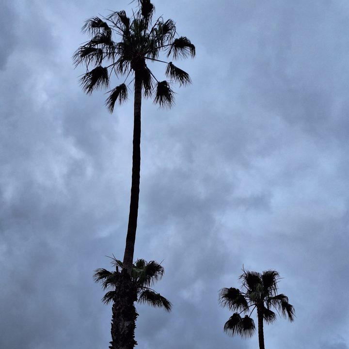 Palm trees taken with Samsung Galaxy A54 2x zoom