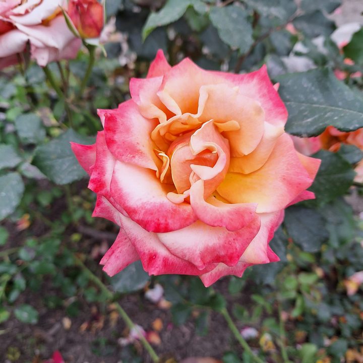 Pink orange rose taken with Samsung Galaxy A54 main camera