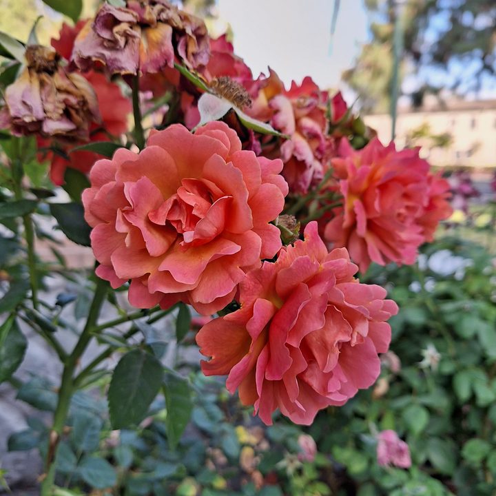 Cluster of flowers taken with Samsung Galaxy A54 main camera