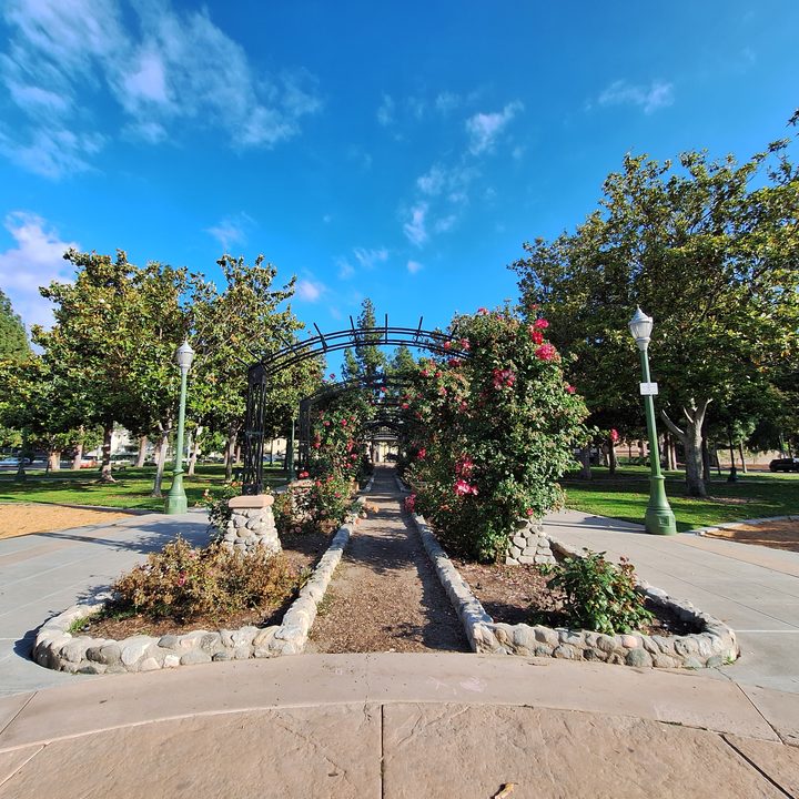 Rose garden arches at park taken with Samsung Galaxy A54 ultrawide
