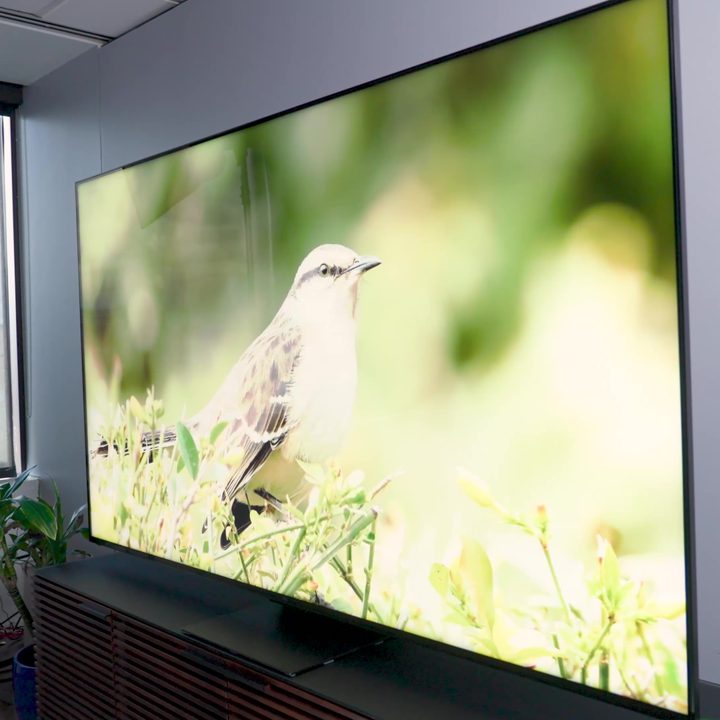 An off-angle view of a bird in a shrub on a TCL QM8.