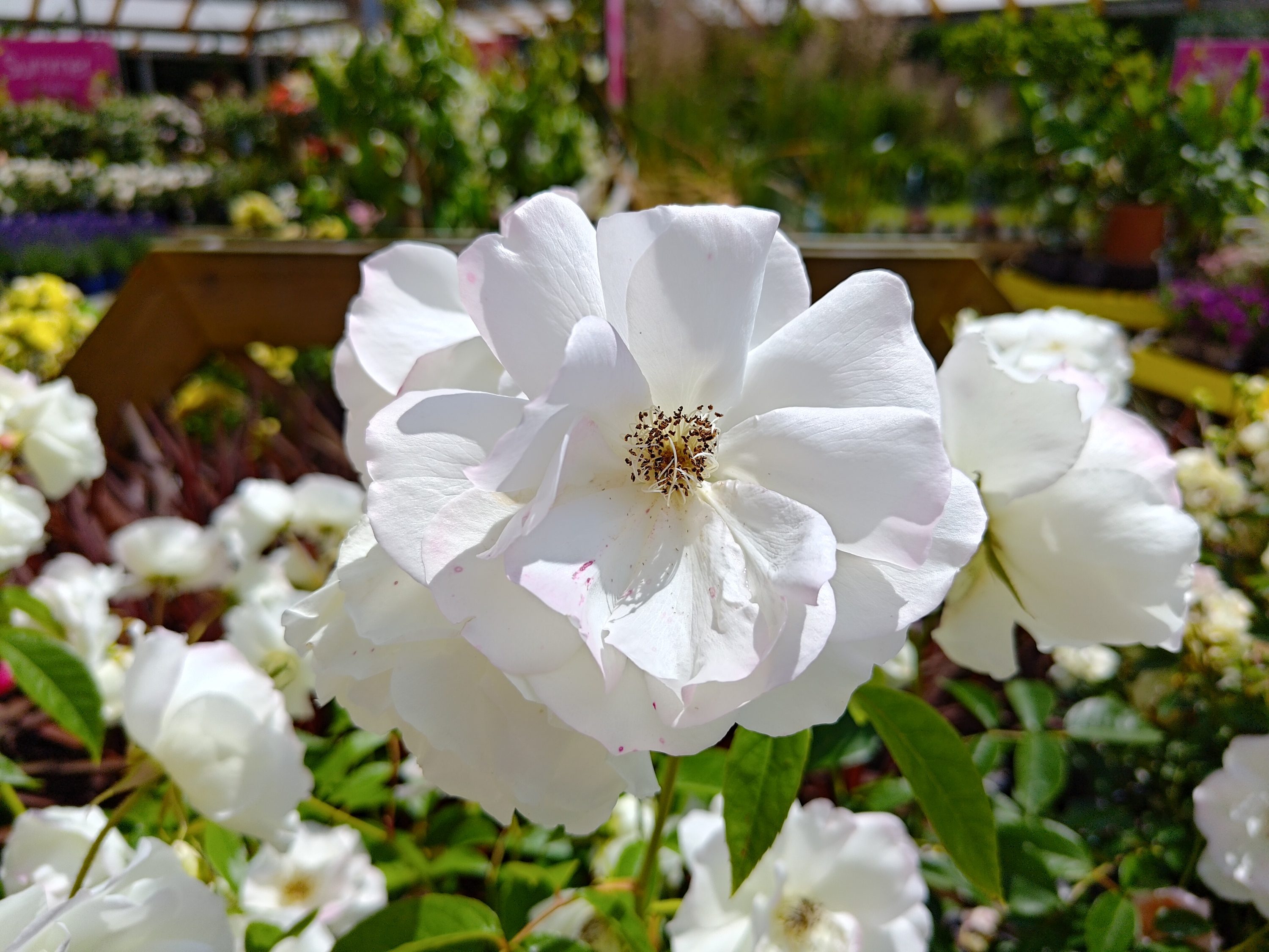 A photo taken with the Asus Zenfone 10's main camera.