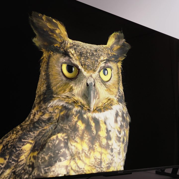 A closeup view of an owl displayed on a Hisense U8K TV.