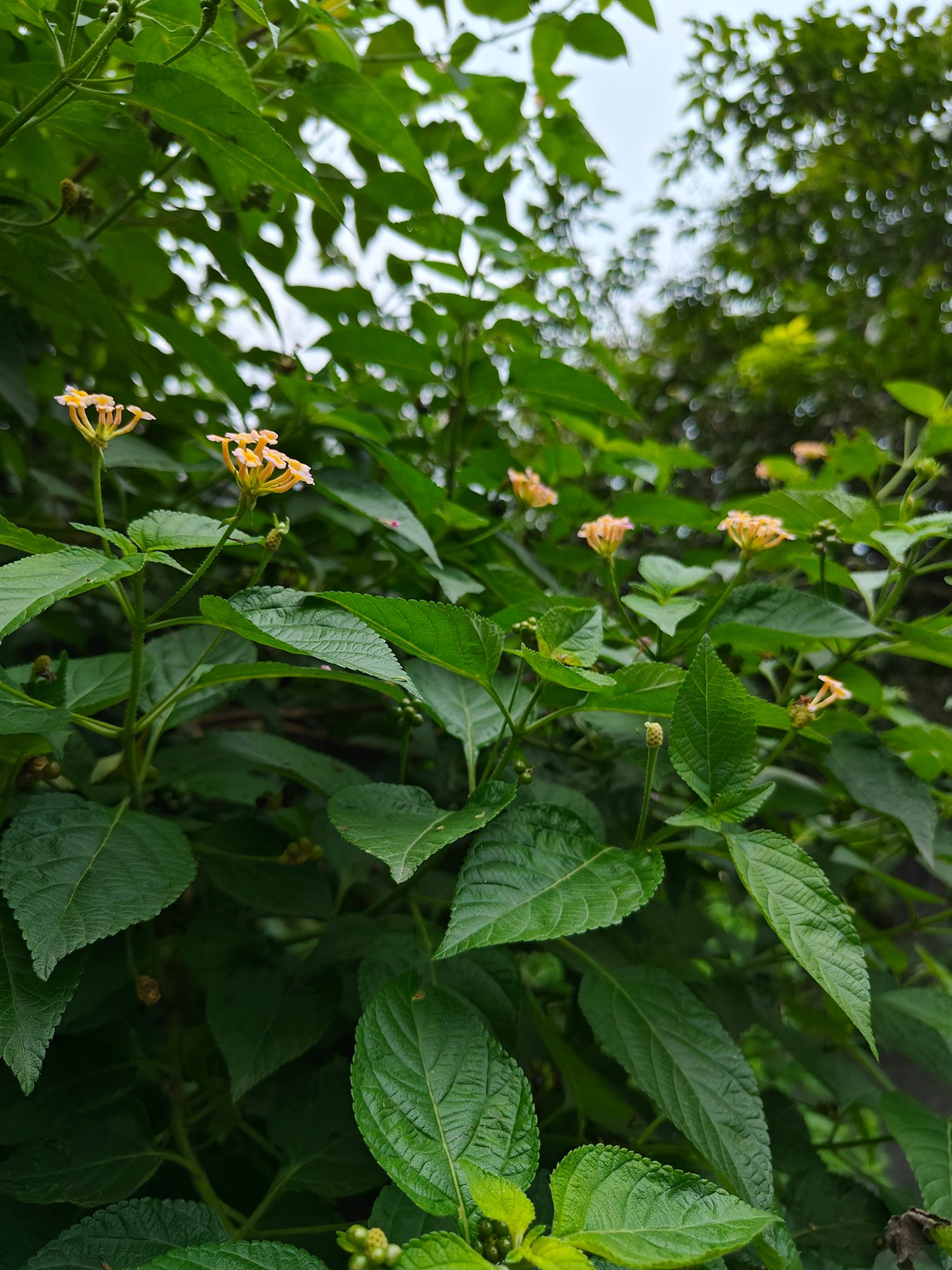 Plant with orange flowers photographed with the OnePlus 11.