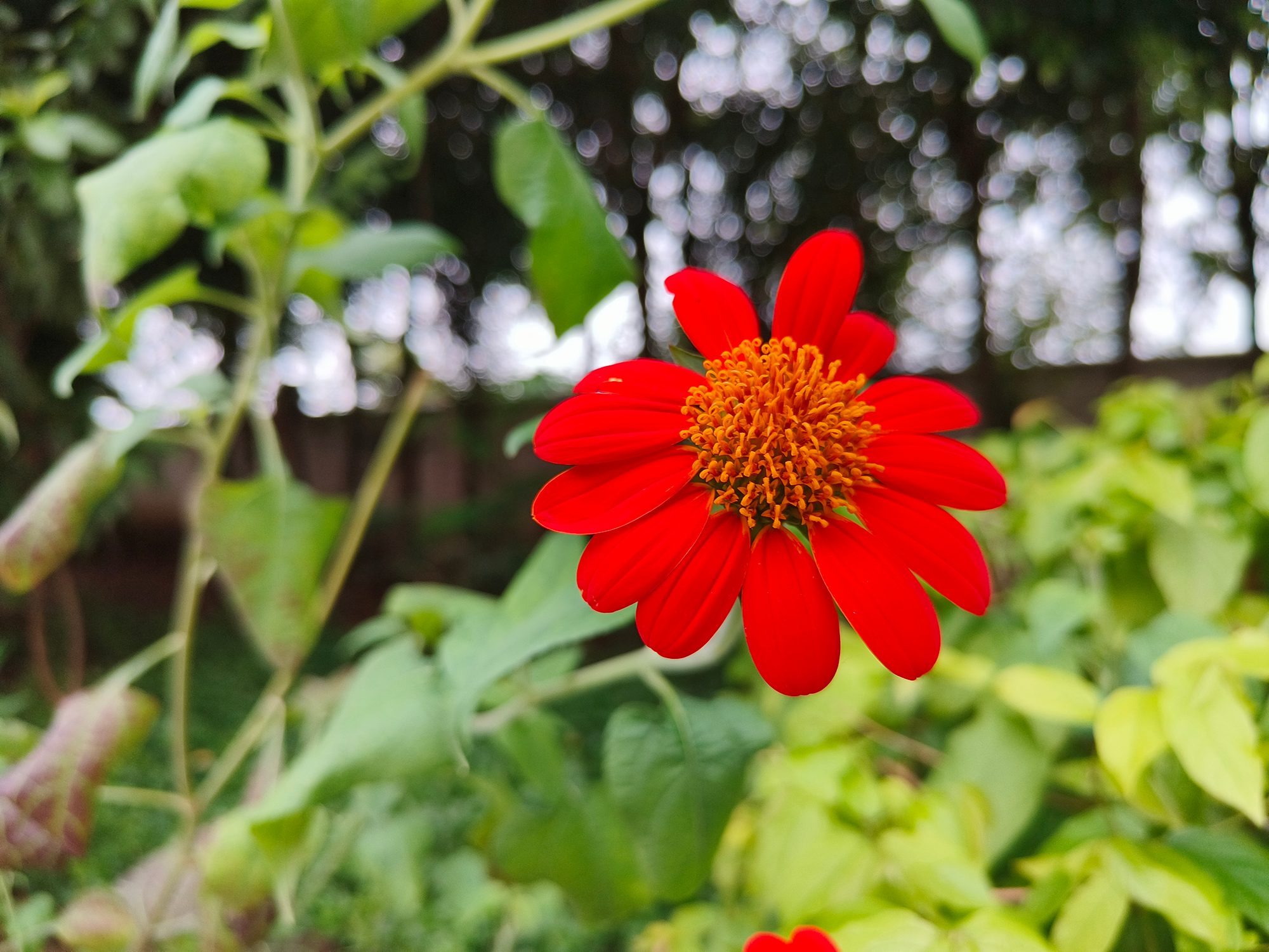 Red flower against green shrubs photographed with the OnePlus Nord 3.