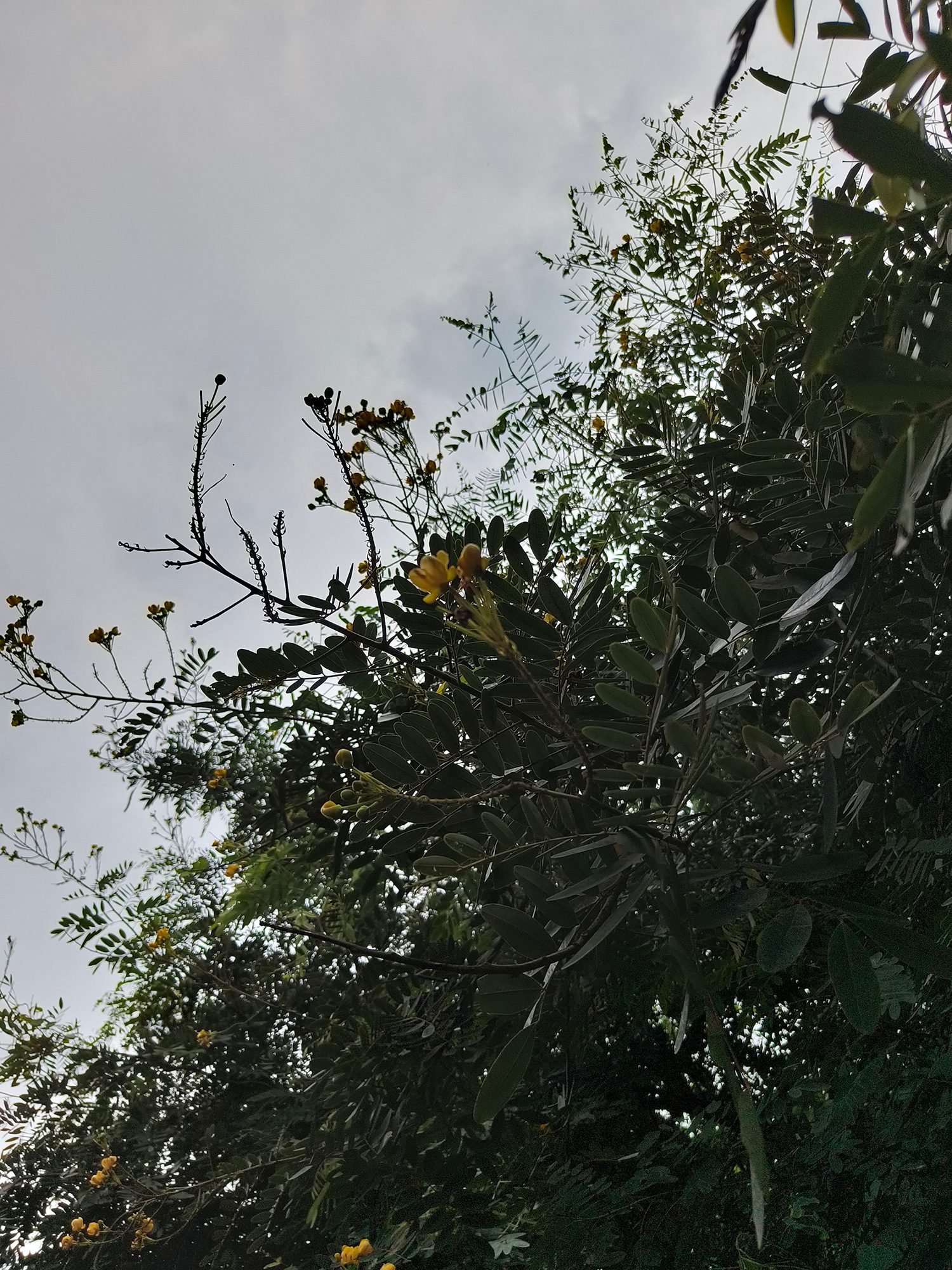 Branches and leaves against a cloudy sky in the background photographed with the OnePlus Nord 3.